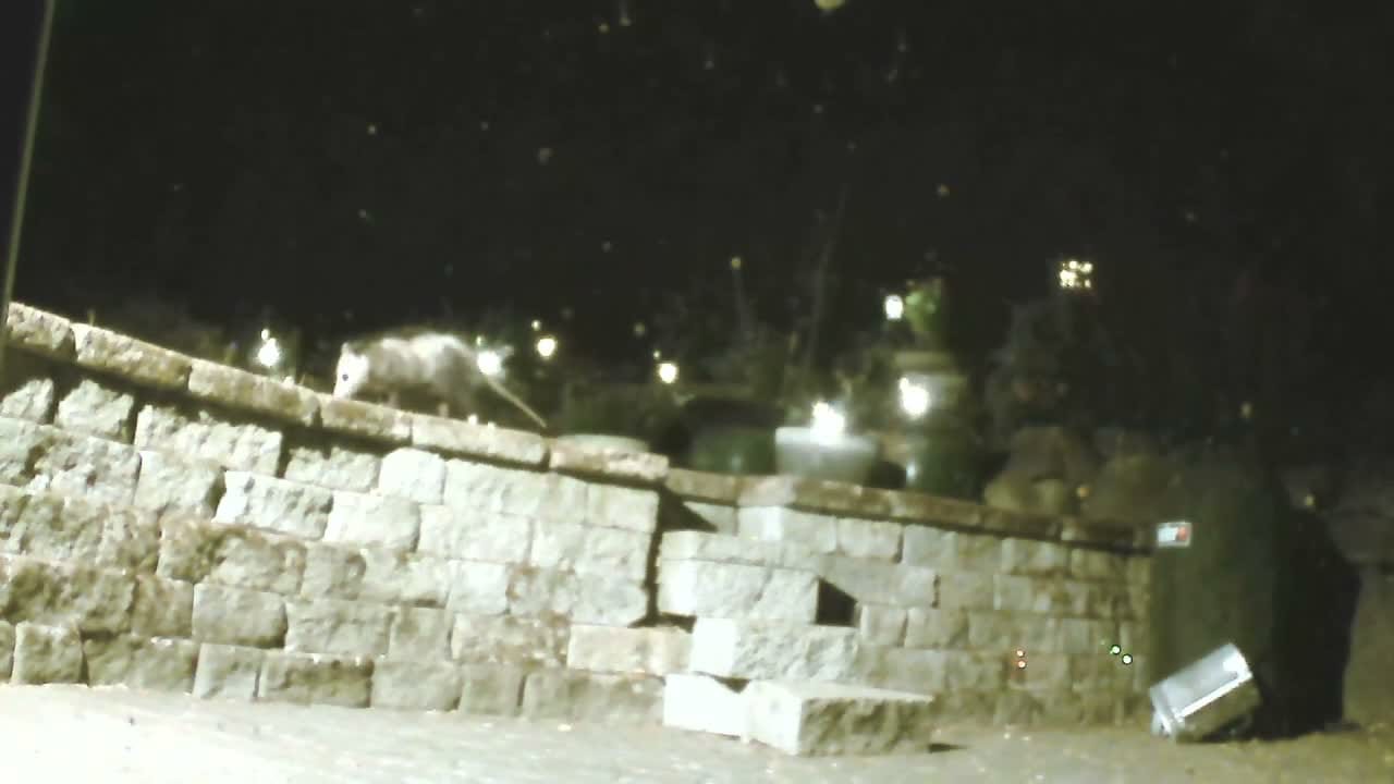 Miss B, a Virginia opossum, picking her way along the top of a stacked limestone wall at night, lit pale by the camera against a dark yard.