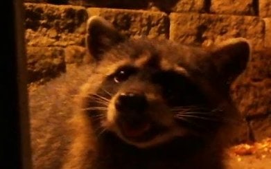 A raccoon sitting up on the back deck at night, caught on the critter cam