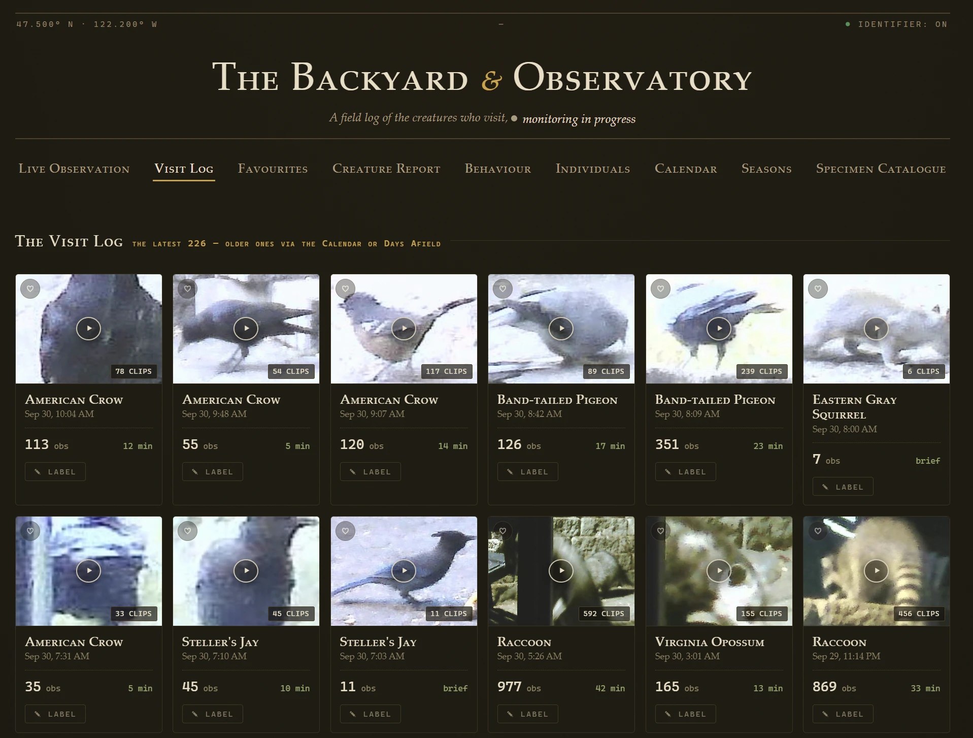 The Backyard and Observatory's visit log: a grid of twelve cards from one night and morning, each with a blurry camera still, a species name, a time, and a count of observations. American crows, band-tailed pigeons, an eastern gray squirrel, Steller's jays, two raccoons and a Virginia opossum.
